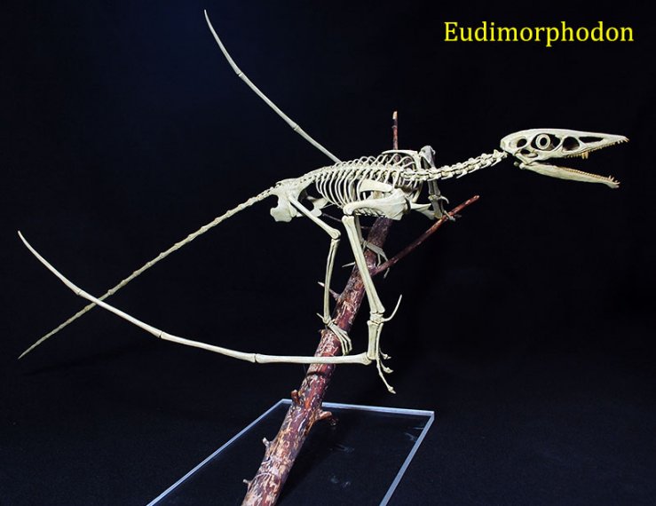 eudimorphodon-3