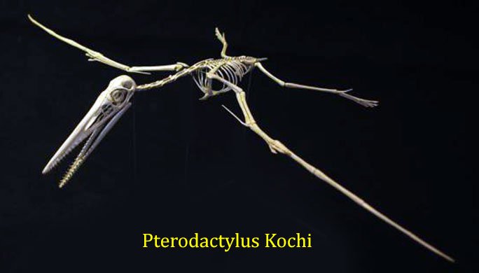 pterodactylus-kochi-5