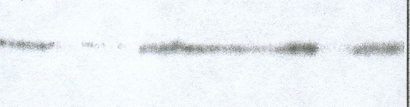 Lignes et traits gris pulvérisés à l'aérographe sur papier blanc montrant la régularité du jet