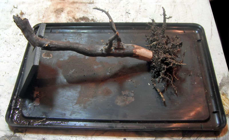 Branche noueuse avec racines et terre posée sur un plateau noir pour maquette