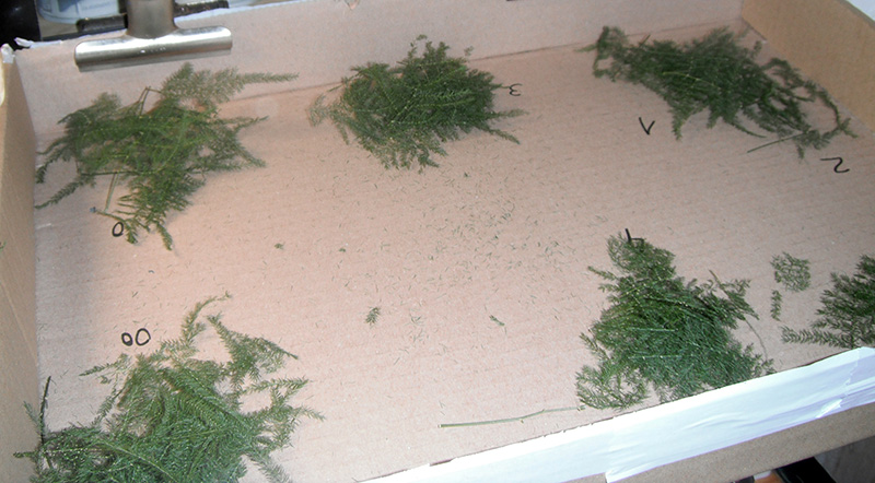 Branches de feuillage vert numérotées séchant dans une boîte en carton pour maquette