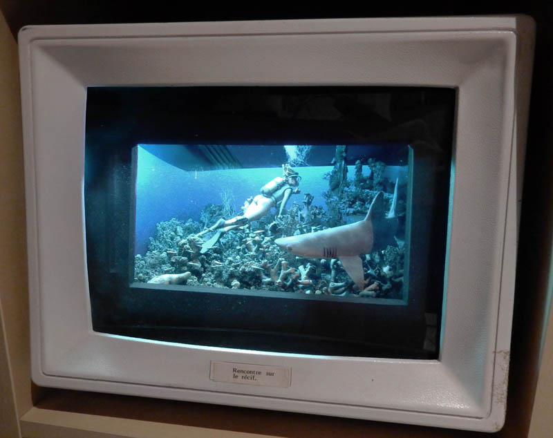 Diorama sous-marin dans une boîte blanche montrant un plongeur face à un requin sur un récif corallien