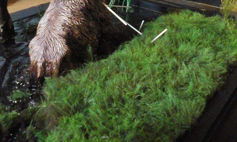 Patte du mammouth émergeant de l'eau près d'un talus d'herbe verte sur le diorama