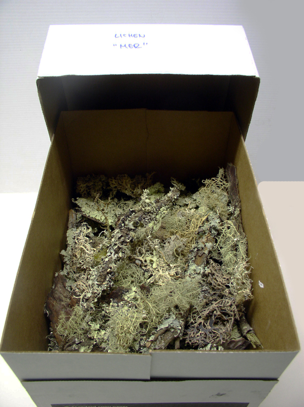 Boîte en carton remplie de lichen séché annoté « mer » pour décor de maquette