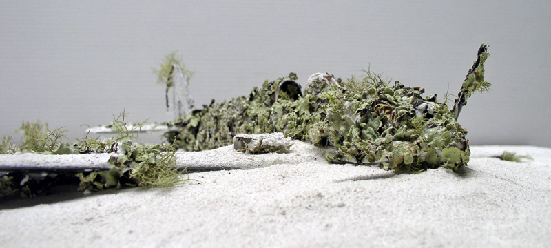 Épave de Mitsubishi A6M5 Zero recouverte de lichen et mousse sur sol sablonneux