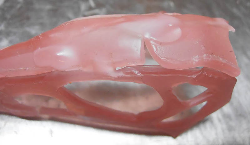 Gros plan du crâne de Raeticodactylus modelé en cire rose, fenestrations et mâchoire ajourées