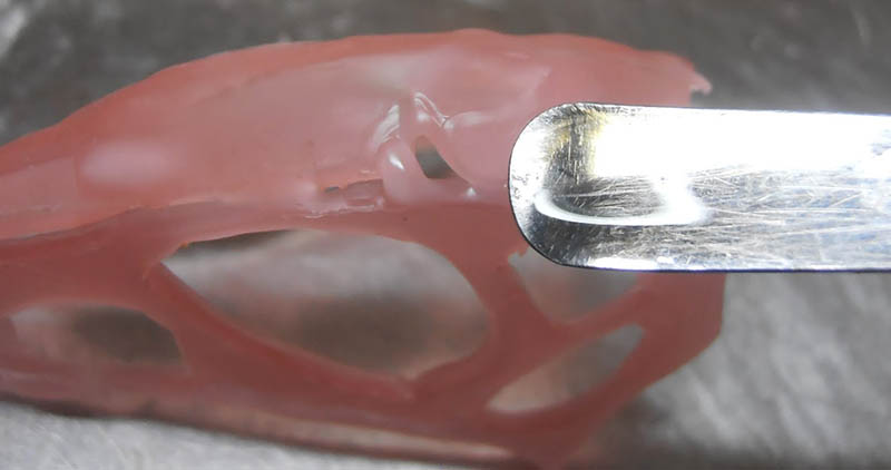 Gros plan sur le crâne de Raeticodactylus en pâte rose sculpté à la spatule métallique