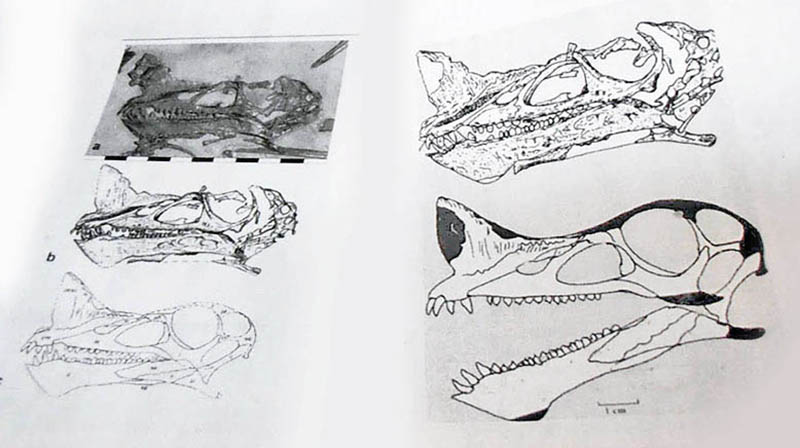 Planches de documentation scientifique montrant le crâne fossile de Raeticodactylus en vues latérales