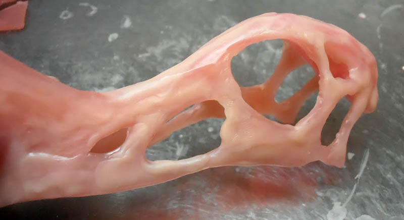 Gros plan du crâne de Raeticodactylus modelé en pâte rose, fenestrations sculptées