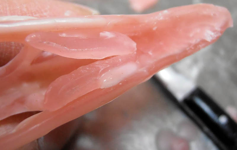 Gros plan sur le museau en pâte polymère rose du crâne de Raeticodactylus en modelage