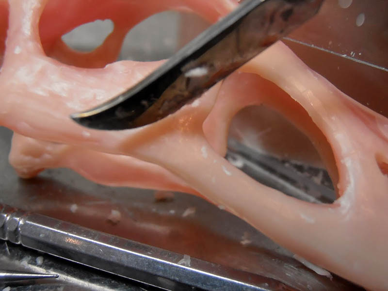 Gros plan sur les orbites du crâne en modelage, sculptées à la spatule