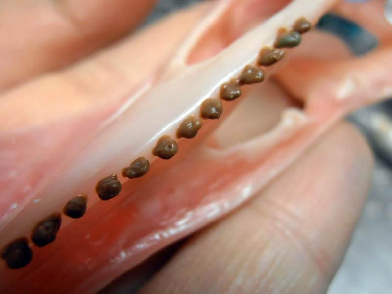Gros plan sur la mâchoire du crâne tenue en main, rangée de dents brunes sculptées