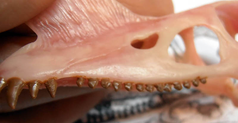 Gros plan sur la mâchoire supérieure sculptée du crâne de Raeticodactylus, dents peintes en place