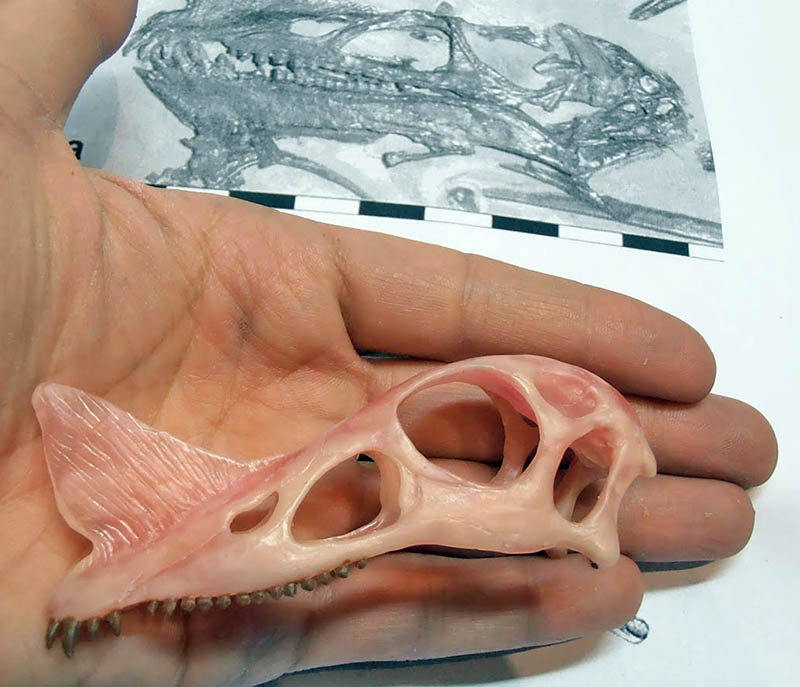 Crâne sculpté de Raeticodactylus tenu dans une main, devant la photo fossile de référence
