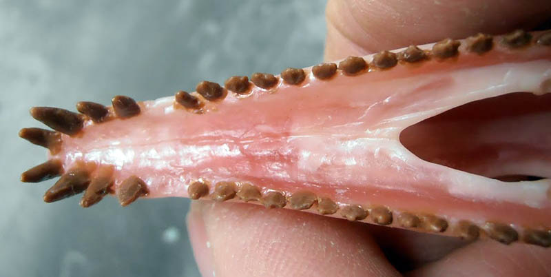 Gros plan de la mâchoire inférieure sculptée, dents brunes alignées, tenue entre les doigts