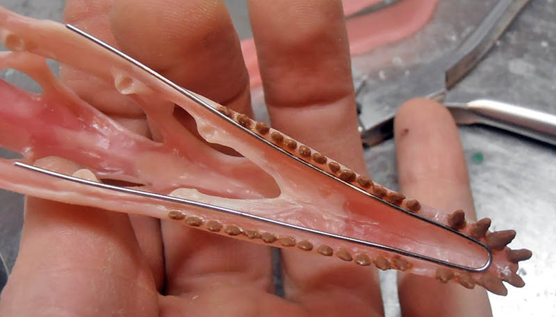 Crâne effilé de Raeticodactylus tenu en main, dents peintes et armature métallique en place