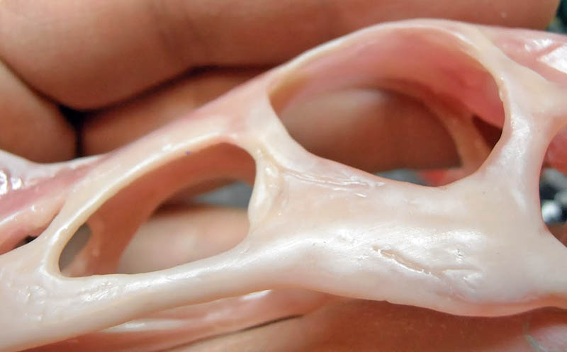 Gros plan sur le crâne modelé en pâte, montrant les fenêtres orbitale et antorbitale sculptées