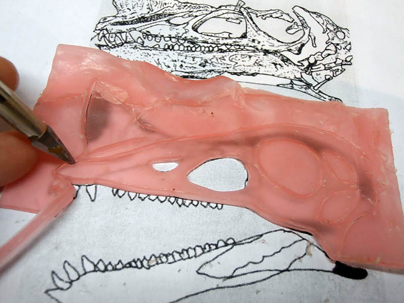 Découpe au scalpel des fenestrations d'un crâne de ptérosaure en pâte rose, sur plan