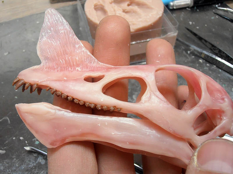 Crâne résiné de Raeticodactylus tenu en main devant son moule, dents et crête détaillées