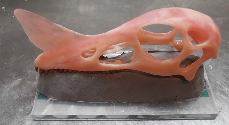Crâne de dinosaure en cire rose posé sur un socle d'argile brune