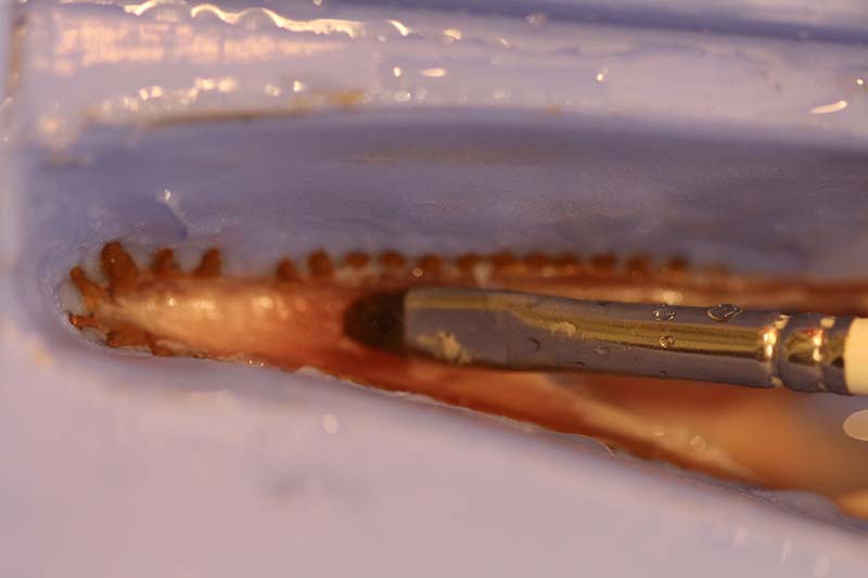 Pinceau appliquant la résine sur l'empreinte en silicone du crâne dentée