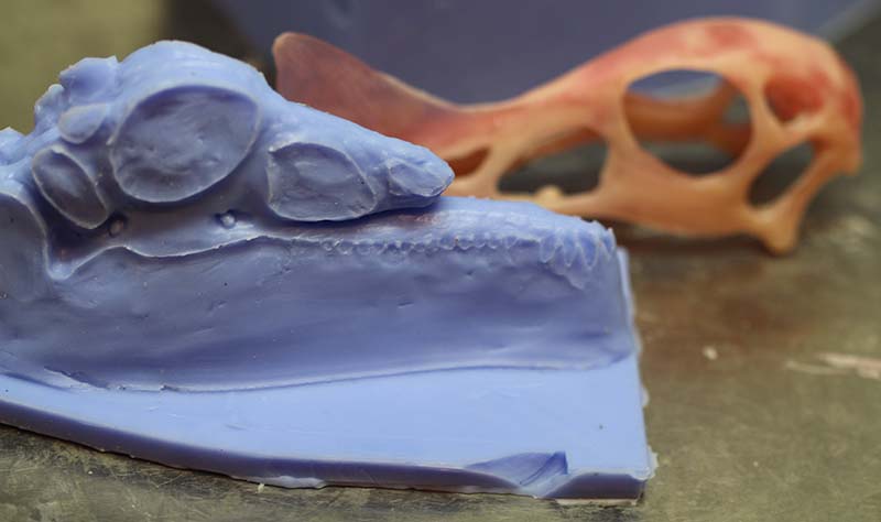 Moule en silicone bleu d'un crâne posé près du modèle original en cire orange