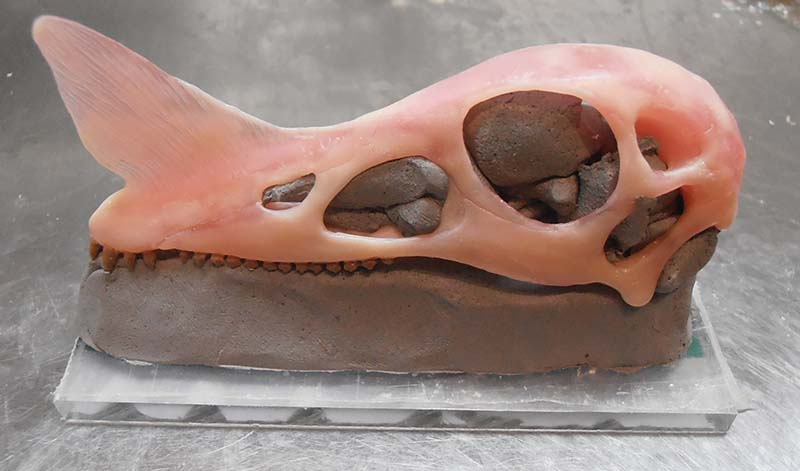 Crâne de dinosaure en cire rose partiellement entouré d'argile brune pour le moulage