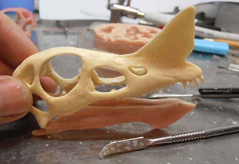Tirage en résine d'un crâne de reptile tenu à la main, outils et moule en arrière-plan