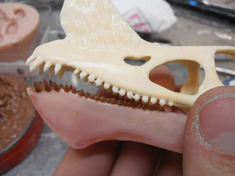 Crâne de créature en résine beige tenu à la main, dents fines détaillées visibles
