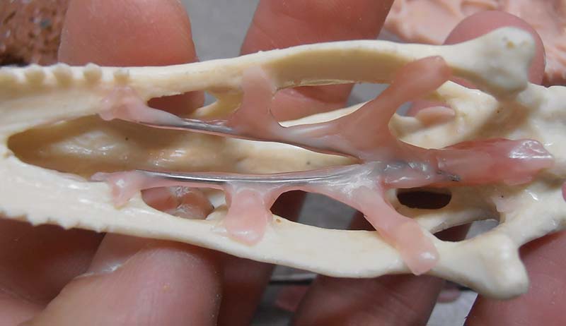 Crâne de reptile en résine tenu entre les doigts avec restes de moule rose