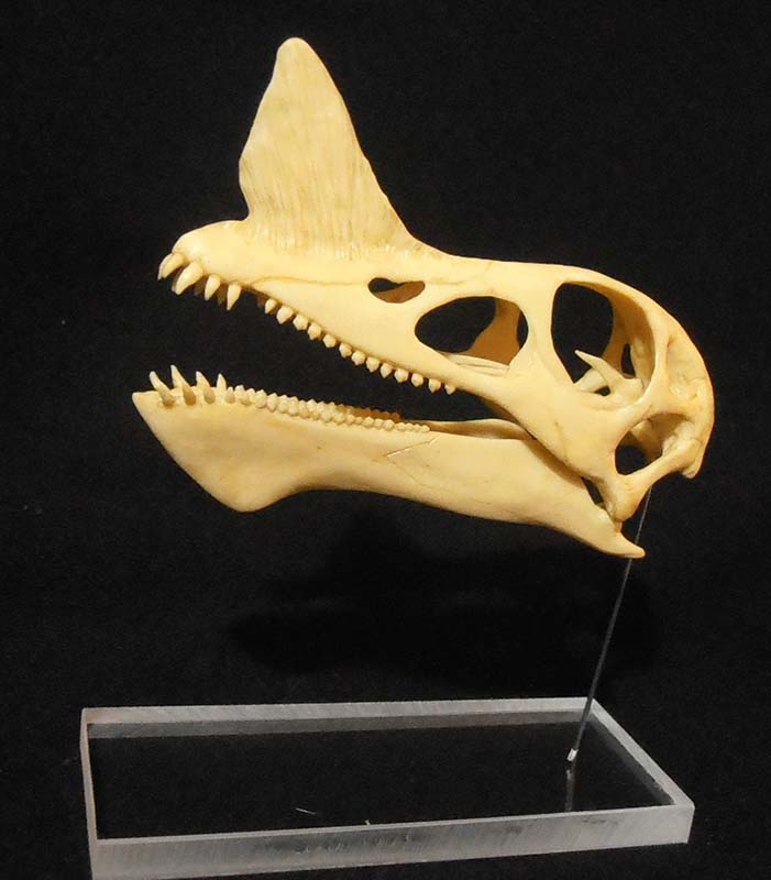 Crâne de dinosaure à crête en résine monté sur socle transparent sur fond noir