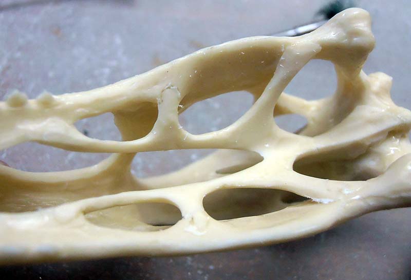 Crâne en résine beige aux structures osseuses ajourées finement détaillées, vu en gros plan