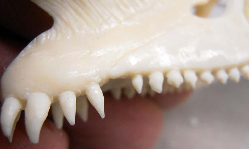 Gros plan sur la mâchoire et les dents pointues du crâne moulé en résine blanche