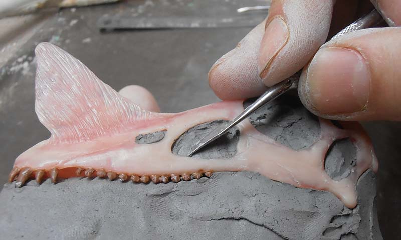 Mains travaillant un crâne en cire rose posé sur de la pâte à modeler grise avec une aiguille