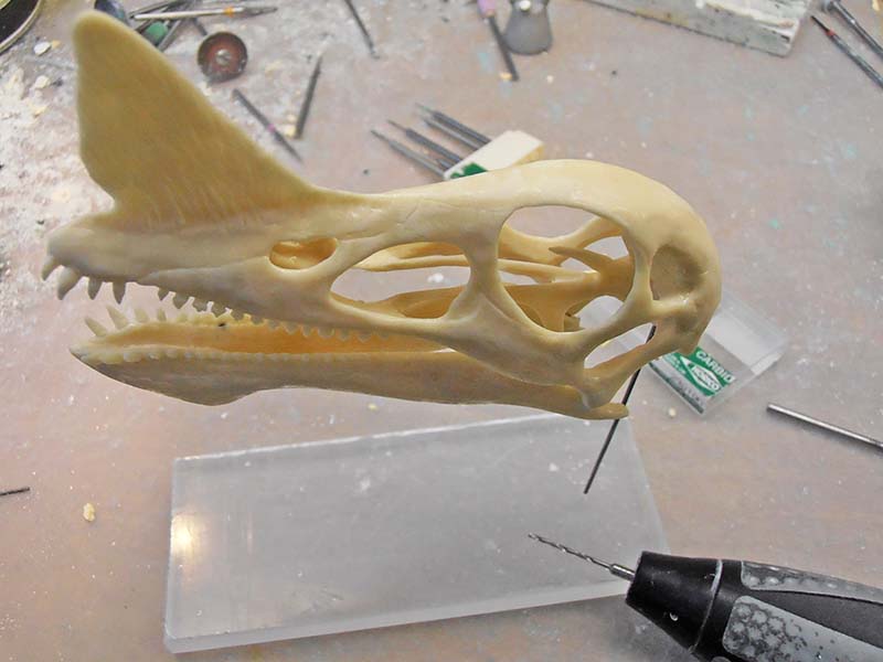 Crâne de dinosaure moulé en résine monté sur tige au-dessus d'un support transparent sur l'établi