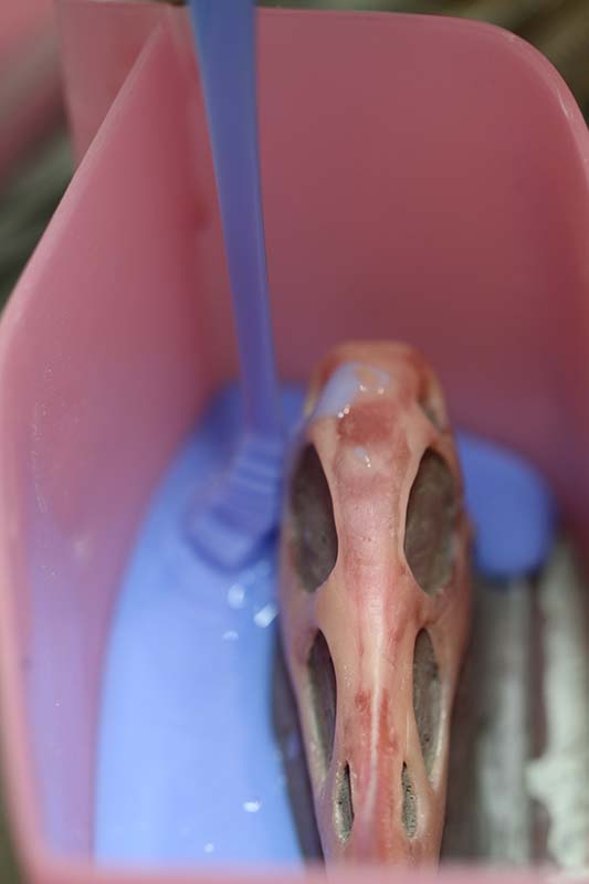 Crâne en cire allongé dans un bac plastique rose lors du moulage en résine