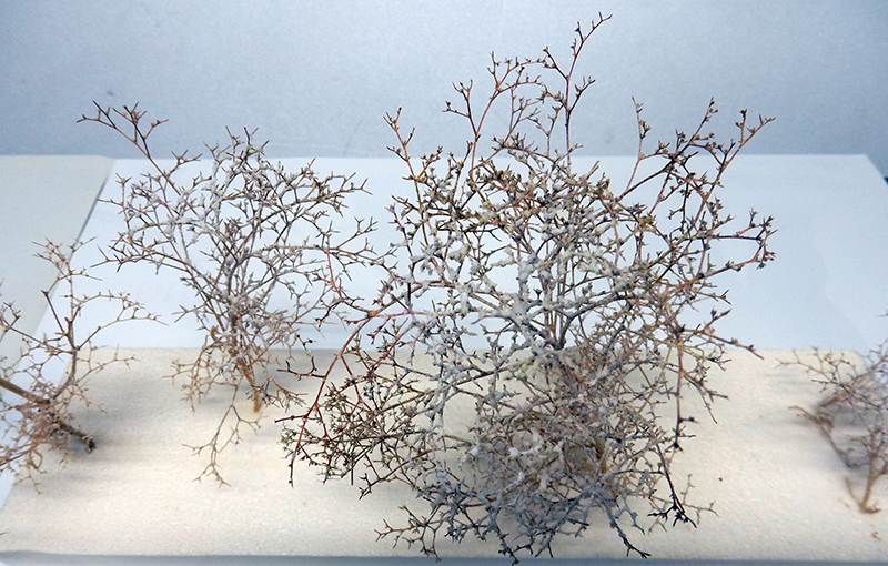 Branches de plantes séchées préparées pour fabriquer des arbres miniatures de maquette