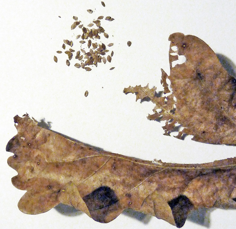 Feuilles de chêne séchées et brunes accompagnées de petites graines éparpillées sur fond blanc