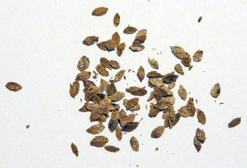 Petits éléments bruns en forme de feuilles éparpillés sur un fond blanc