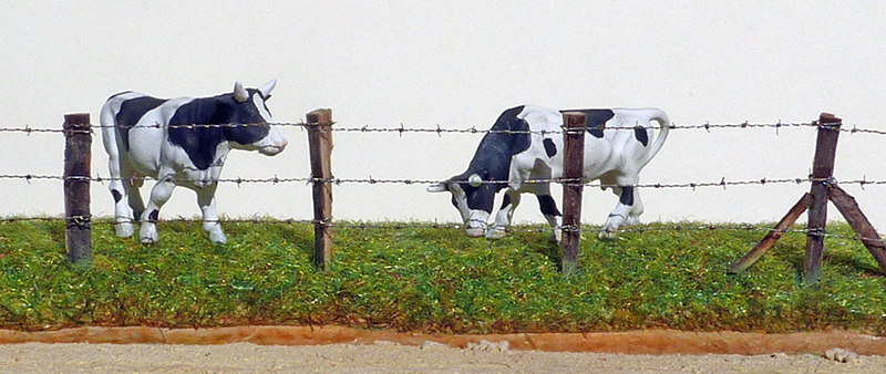 Deux vaches miniatures noires et blanches dans un pré derrière une clôture de barbelés