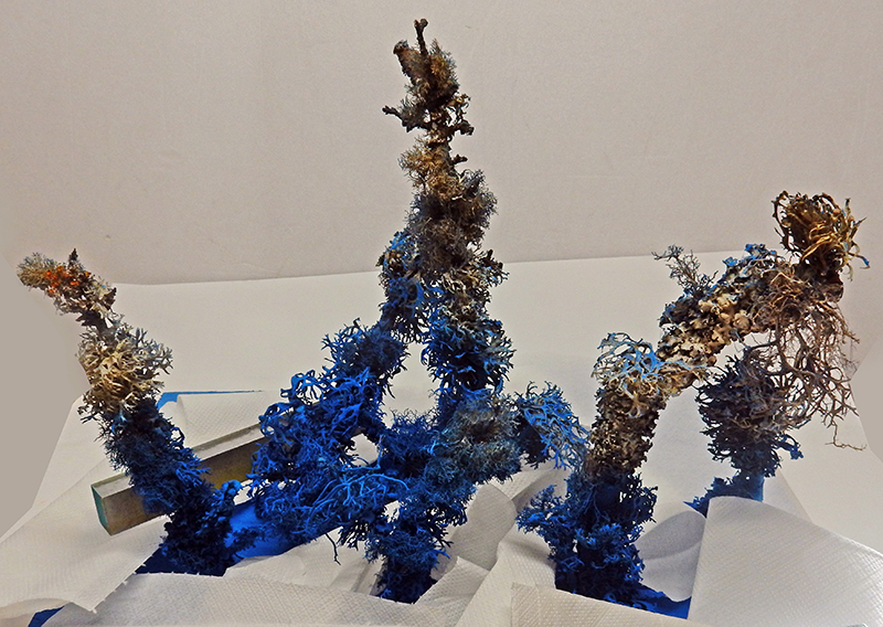 Coraux miniatures bleus et beiges en lichen séchant sur essuie-tout pour diorama sous-marin