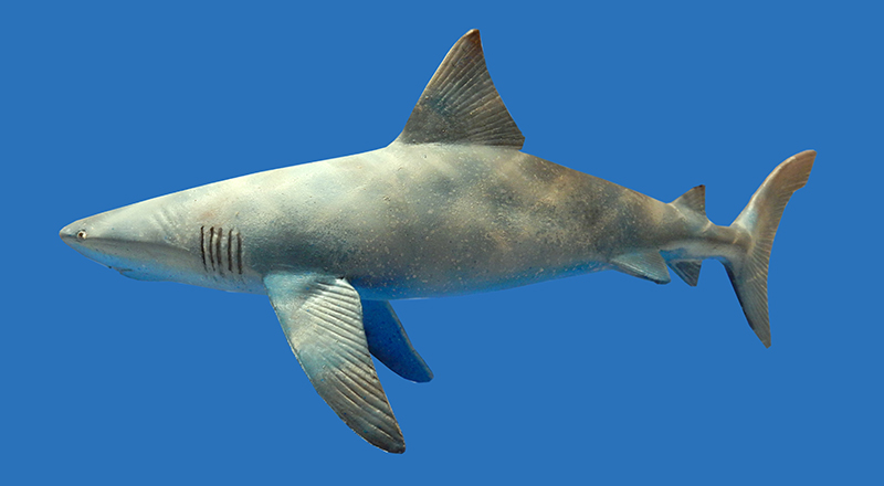 Maquette de requin Squale girl peinte au 1/24ème vue de profil sur fond bleu