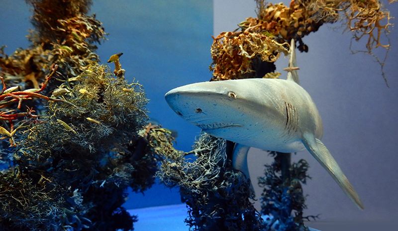 Maquette de requin nageant parmi des algues dans un décor sous-marin bleu