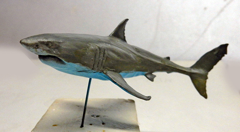 Maquette de requin blanc peinte gris et bleu montée sur socle au 1/24ème