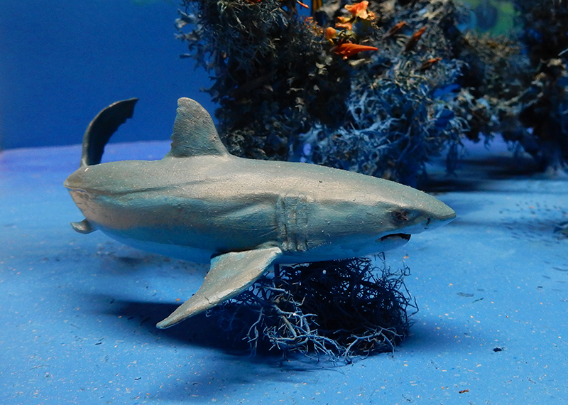 Maquette de requin gris dans un décor sous-marin bleu avec algues et végétation