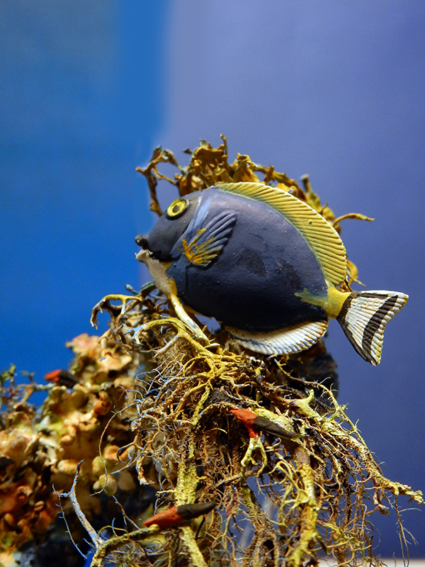 Maquette de poisson chirurgien bleu et jaune posée sur des algues, fond marin bleu