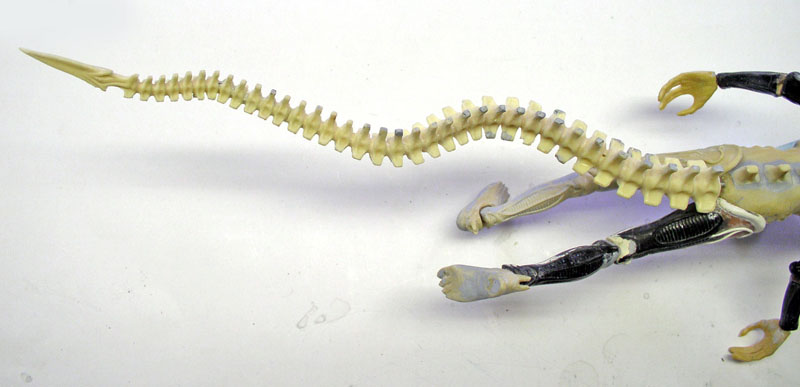 Queue articulée de la maquette Aqualien avec vertèbres osseuses et pattes griffues noires