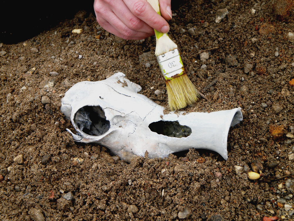 Crâne blanc de Trompettosaurus dégagé au pinceau dans la terre, main du maquettiste visible