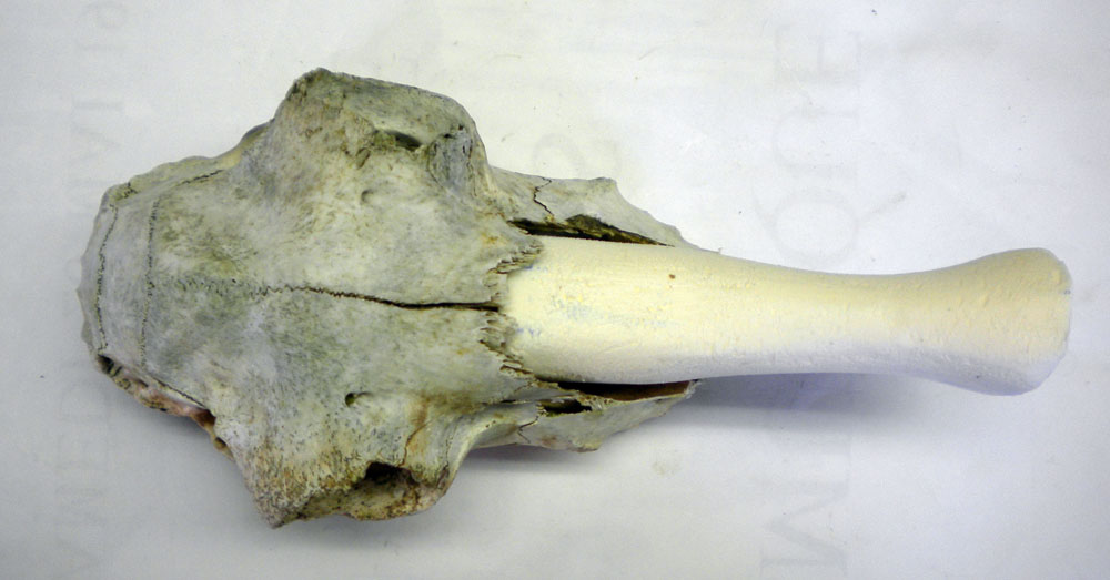 Crâne d'animal vu de dessus avec long museau allongé clair sur fond blanc