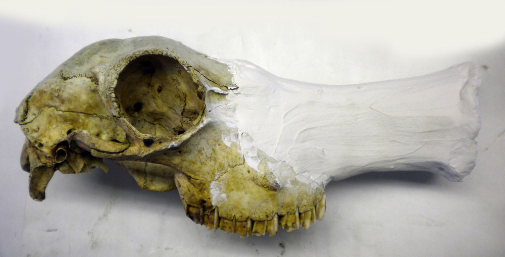 Crâne d'animal vu de profil avec museau allongé prolongé par un modelage blanc en cours